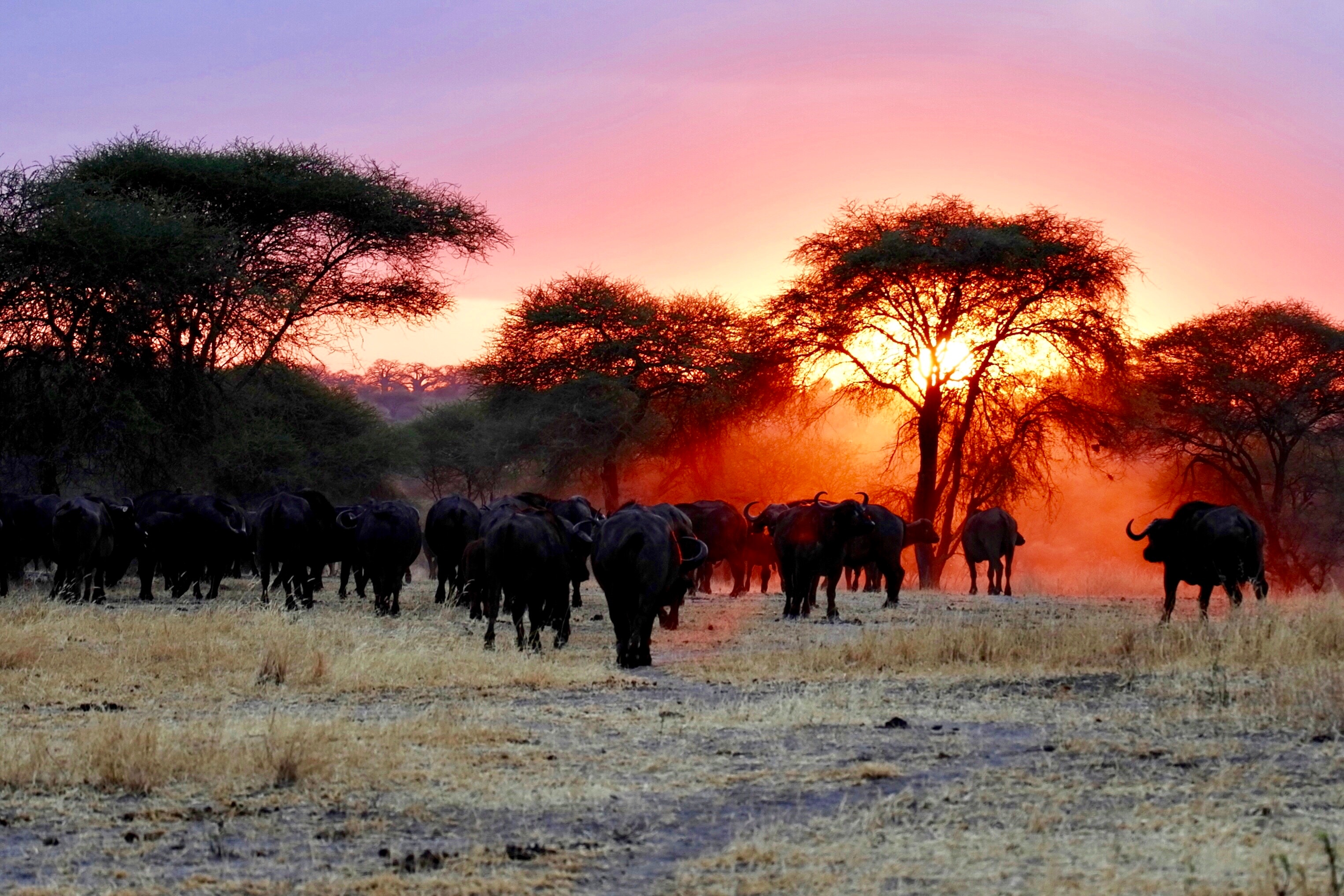 9 Unforgettable Experiences in Botswana