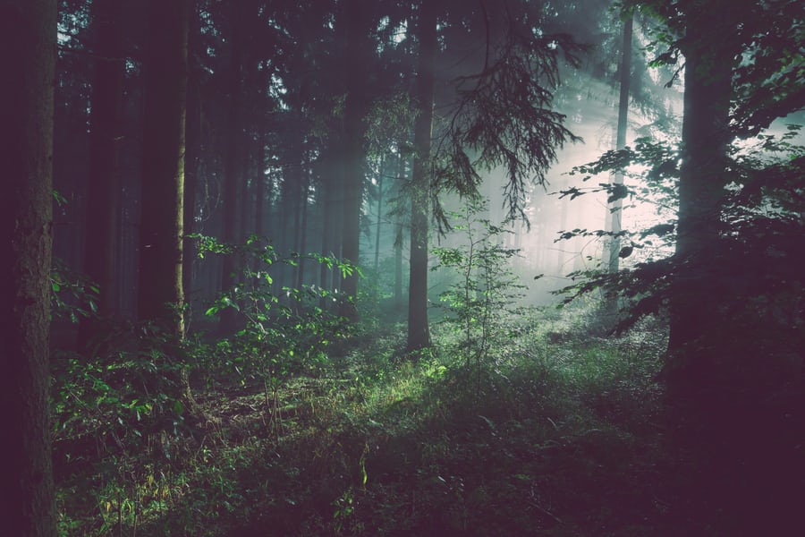 How to start forest bathing