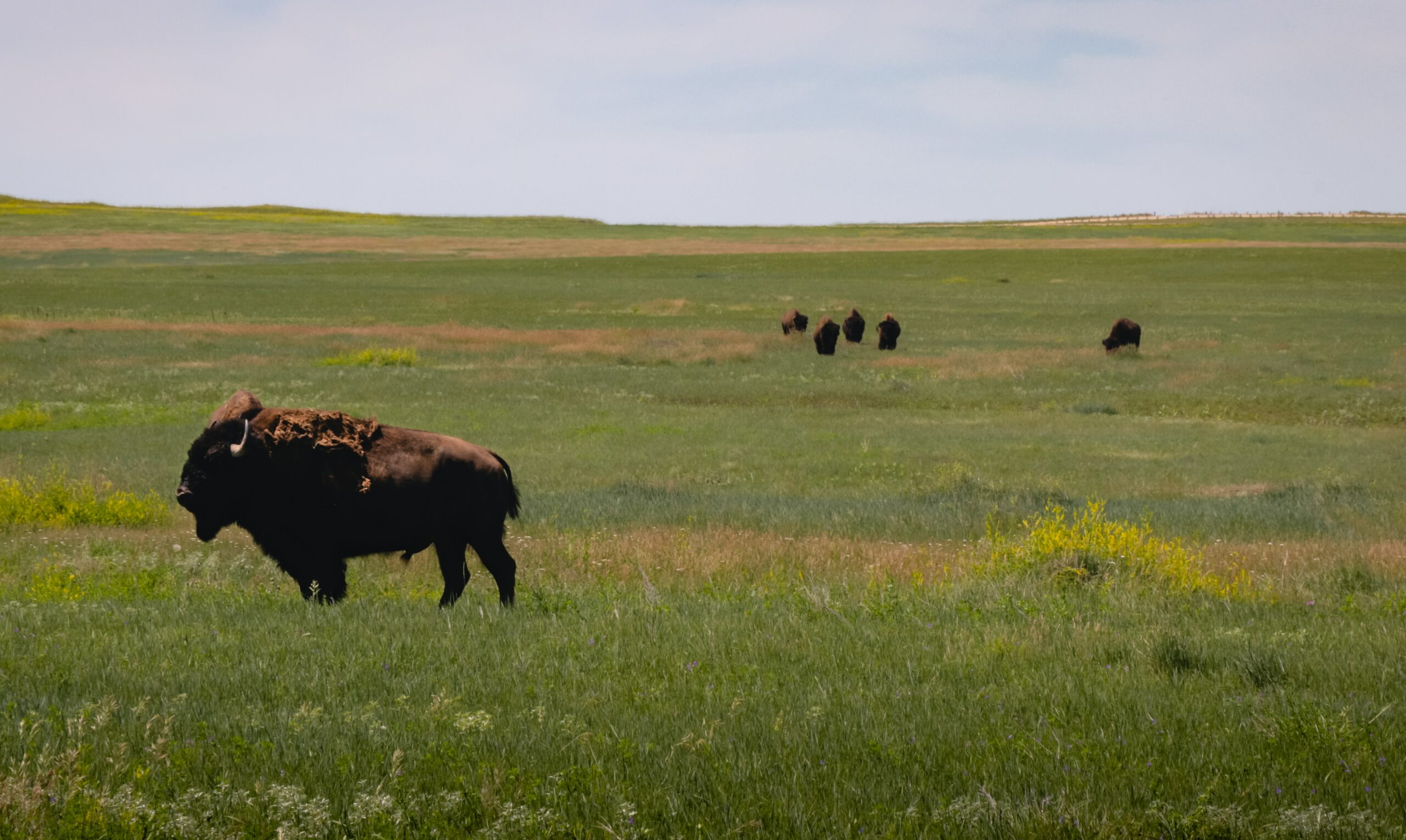 A Local’s Guide: 5 Fun Things To Do In South Dakota