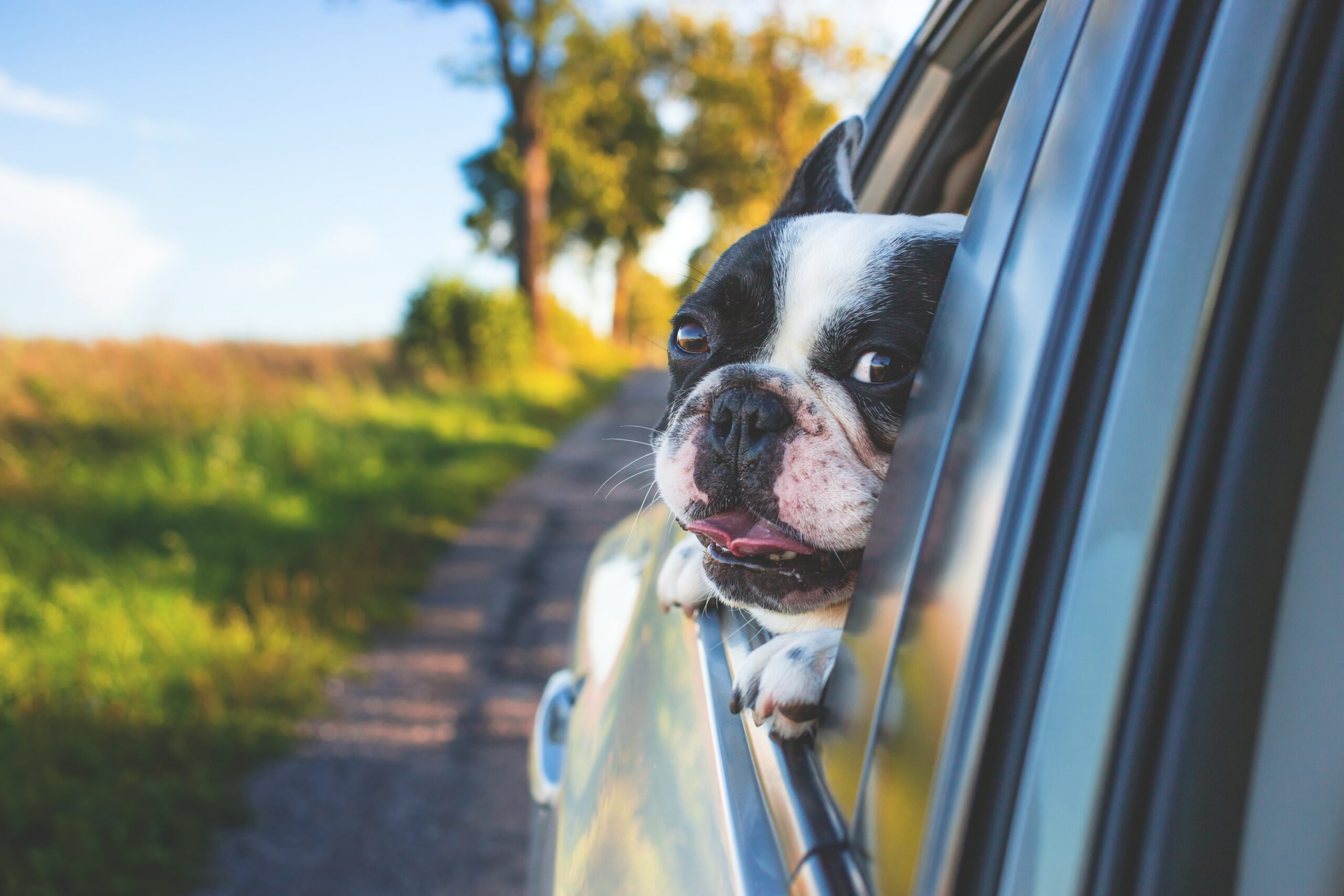 7 Tips On Taking Your Dog On A Road Trip