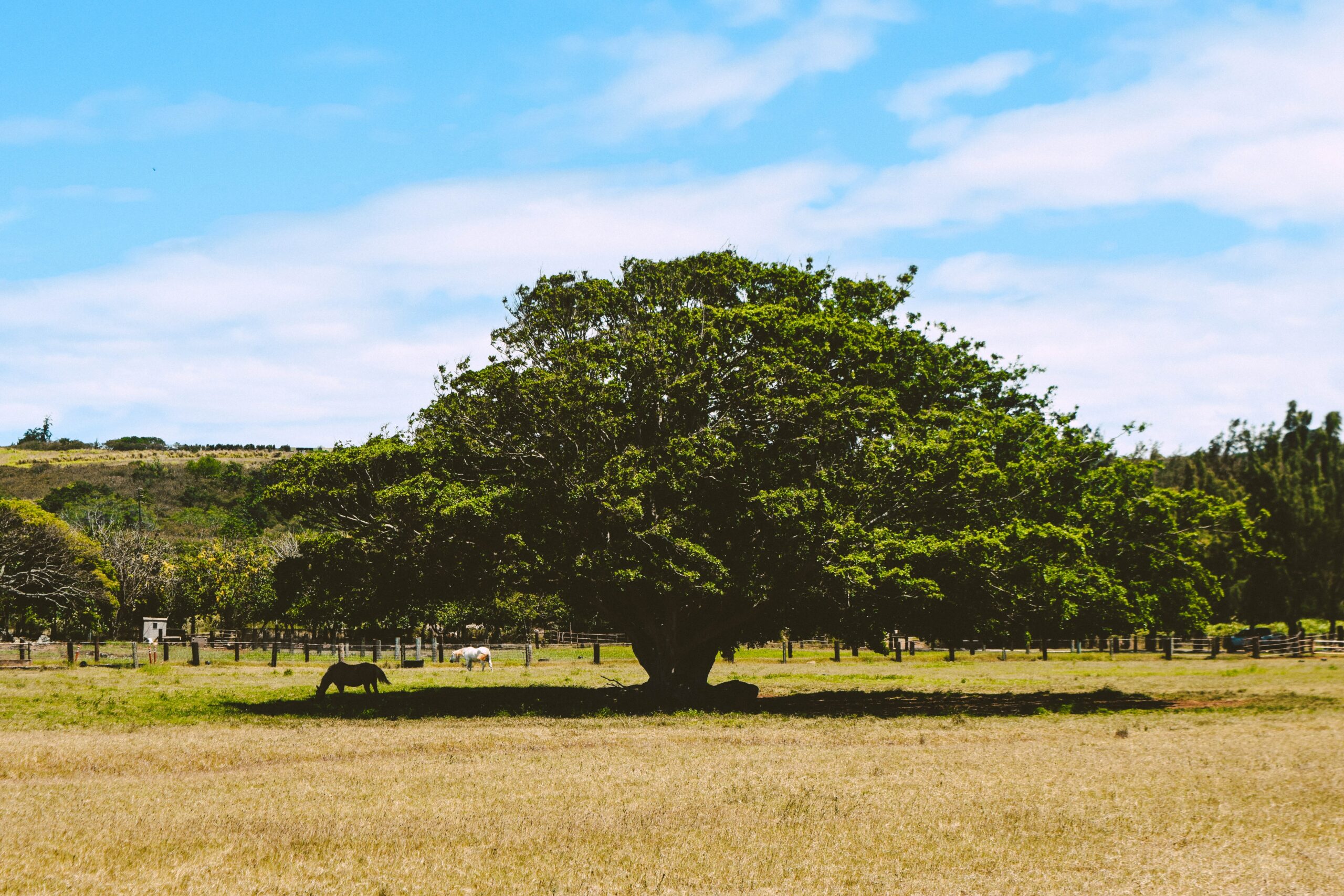 Discover Upcountry Maui: The Island’s Best Kept Secret